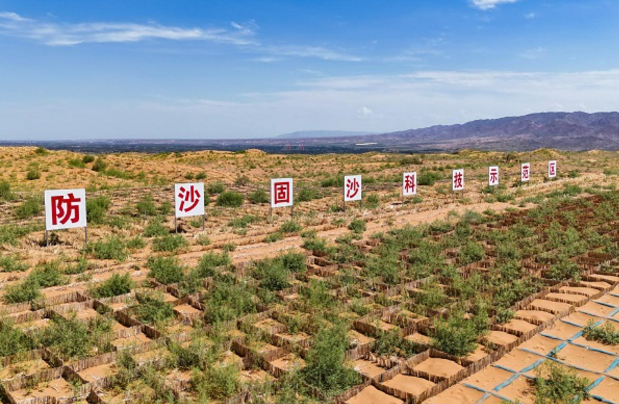 藍藻“綠動”沙漠！寧夏防沙治沙有新招