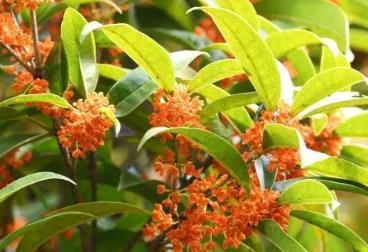 湖北咸寧：“桂花之鄉”蝶變“桂花城”