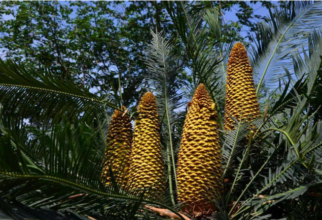 四川攀枝花以“天府森林糧庫”引領林業產業發展