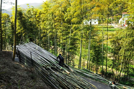 “中國竹鄉”浙江安吉竹產業何以破局？