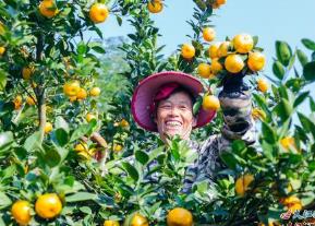 擦亮“中國蜜橘之鄉”金字招牌 新余主官謀劃產業升級新路徑