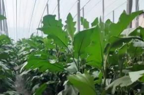 積極預防低溫凍害 多舉措為“菜籃子”穩定供應保駕護航