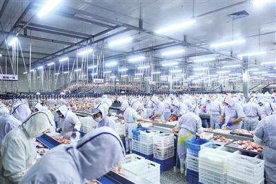 遼寧沈陽：百億元產值里的無限生“雞”