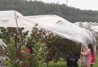 各地因地制宜開展種植！鮮果銷售期“拉滿”，美味搶“鮮”上市