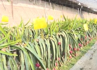 各類果蔬碩果累累助農增收致富 掀起冬日多彩“豐收潮”