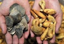 三部門：不得將含穿山甲成份的藥物新增納入醫保范疇