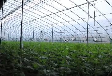 農業農村部：天氣漸冷 在田蔬菜需防范低溫雨雪冰凍