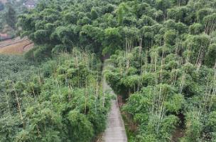 宜賓興文：竹產業撐起鄉村振興“綠色引擎”