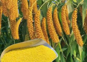 新職業“農技工”讓世界小米之鄉煥新機