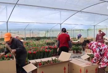 鮮花經濟“熱氣”升騰 各地供銷兩旺熱熱鬧鬧迎新年
