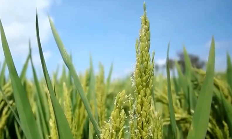 歷經3年普查 我國農業種質資源亮“家底”