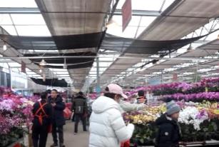 迎新春“花”樣多：賞年宵花、吃花餑餑，傳統年味再升級