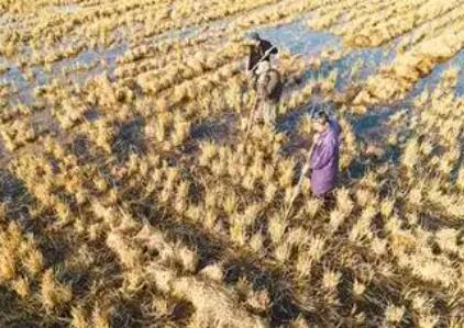 到2030年，全國優質飼草產量有望達到1.3億噸——飼草產業迎“三增”