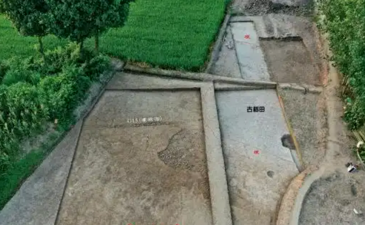 湖南李家崗遺址發現彭頭山文化時期“古稻田”遺跡