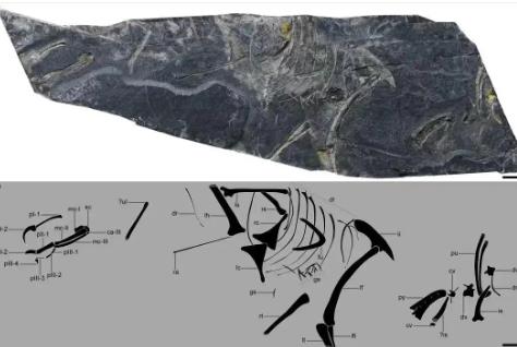 福建發現目前世界上最古老的鳥類化石之一“政和八閩鳥”