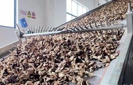食品板塊將成新會陳皮深加工主力軍