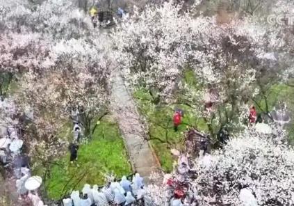 繁花結“金果” 美麗經濟為消費“增”色“添”香