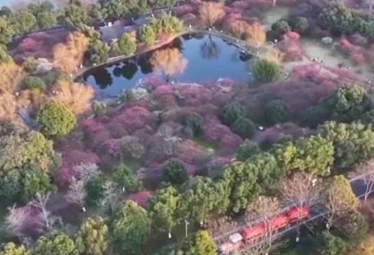 春日經濟不斷升溫 錯峰出游、賞花游成為新選擇