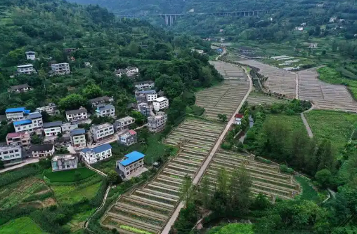 重慶：未來3年引育逾10萬名鄉村振興人才