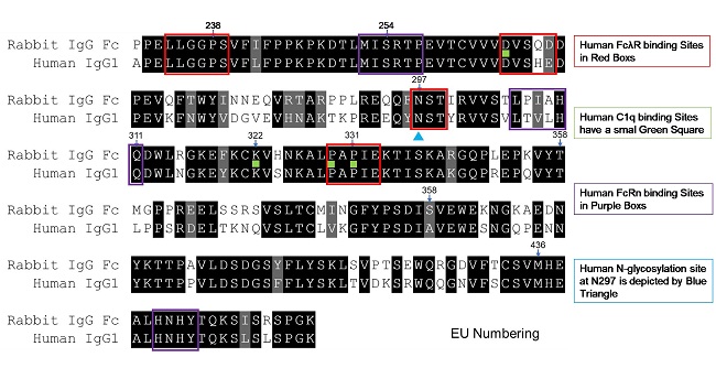 突破傳統，FcZero-rAb?新型Fc沉默流式抗體正式上線！