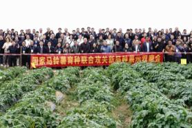 國家馬鈴薯育種聯合攻關助力冬作馬鈴薯產業發展