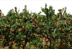 將婁底打造成“金秋砂糖桔之鄉”