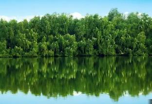 廣東發布鄉村綠化樹種選擇指引 推動縣鎮村綠化