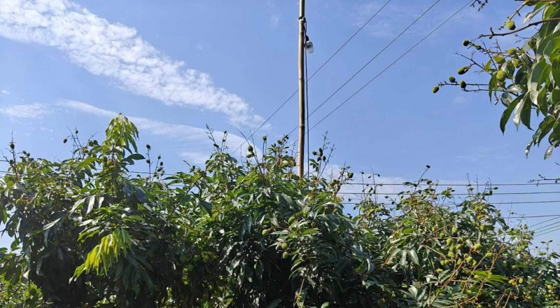 光驅避技術點亮綠色農業：荔枝蛀蒂蟲防控率超97%