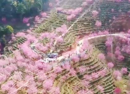 “繁花盛宴”燃爆“春日經濟” 賞花游帶動旅游熱度持續走高