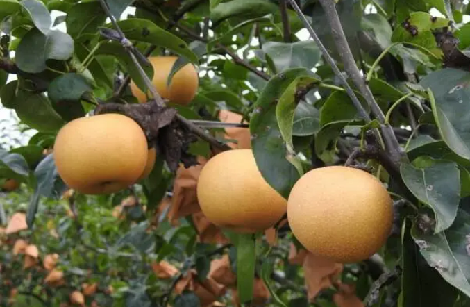 “中國梨鄉”山東萊陽數智化轉型成為產業升級新引擎