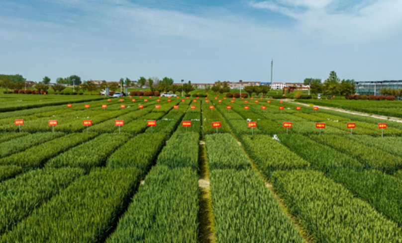 落實中央一號文件精神 安徽農墾集團強化現代農業示范帶動作用