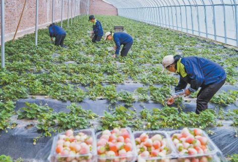 村企結對 工農融合陜西神木解鎖“共富密碼”