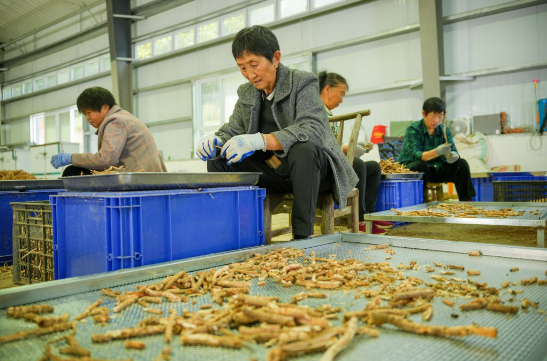 湖北恩施出臺中藥材趁鮮加工規范 完善產地加工標準鏈