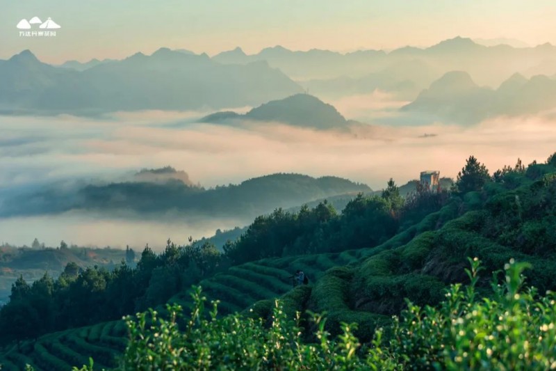 嘗一口春天的味道！丹寨“茗卓”春茶即將上市