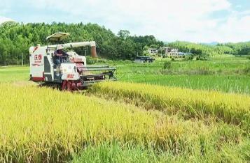 “芯”動力、“硬”裝備！看福建增產20萬噸糧食的創新底氣