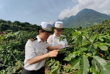 去年云南省出口咖啡量同比增長超三倍