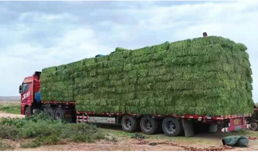 甘肅省金昌市高品質菜草畜產業實現百億目標