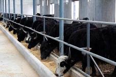 四川加快建設“高原糧倉” 牽住牦牛產業發展的“牛鼻子”