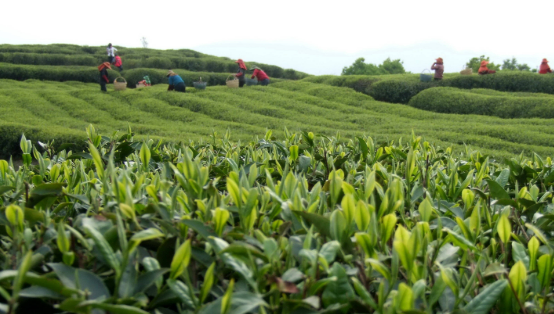 “中國白茶之鄉”福建福鼎白茶產業蓬勃發展