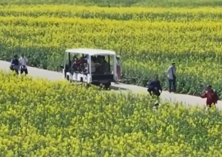 “賞花經濟”帶火鄉村文旅消費 “花好常開”讓“流量”變“留量”