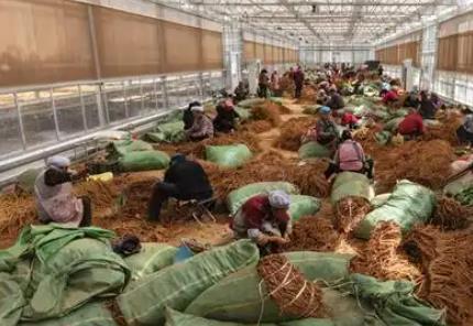 云南大關：打響“云藥之鄉”品牌