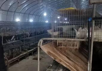 自貢富順龍萬鄉：全力打造年產100萬只肉兔產業之鄉