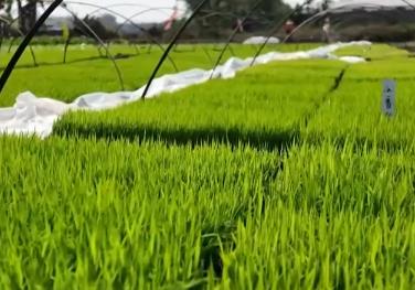 今年廣東水稻產量如何“粵”上新臺階？從一線看萬象“耕”“新”