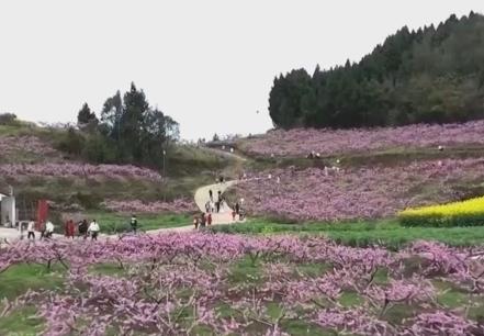 以“花”為媒、以“旅”促農 勾勒鄉村振興新圖景