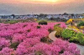 廣州“花卉＋文旅”釋放疊加效應