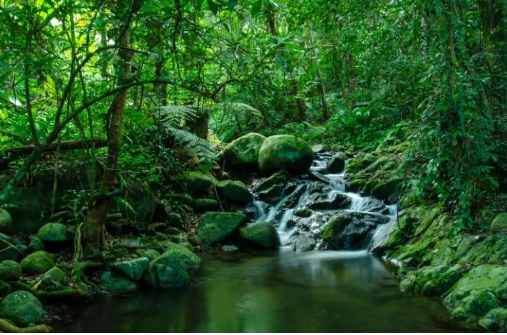 讓綠色經濟更亮眼——海南熱帶雨林生態產業化發展觀察