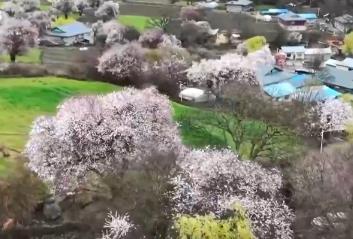 快閃、踏青、沉浸式……熱度高！清明文旅市場一路繁花有“新”意