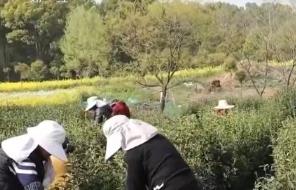農事體驗催熱春日民宿經濟 “民宿+產業”融合帶動村民就業增收