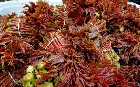 擦亮“中國香椿第一縣”金字招牌 四川大竹縣全鏈條延伸激活香椿產業動能