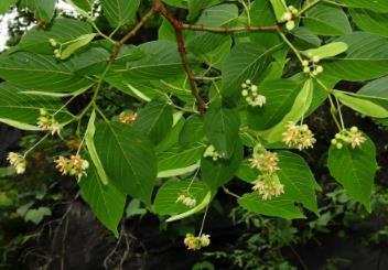 新物種+1 我國首次在巖溶地區發現椴樹屬植物